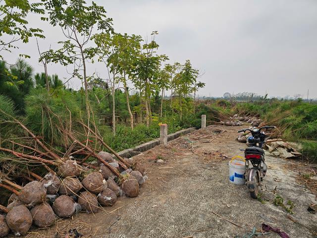 Dịch vụ trồng, chăm sóc cây xanh - Công Ty TNHH Đầu Tư Và Phát Triển Hoàng Kim